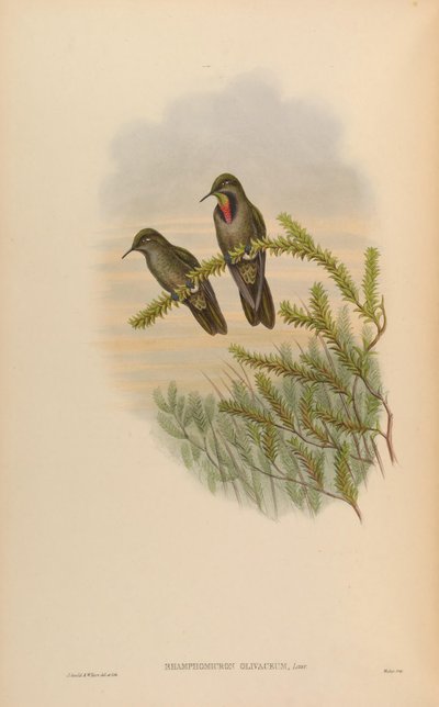 Rhamphomicron olivaceum = Chalcostigma olivaceum af John Gould
